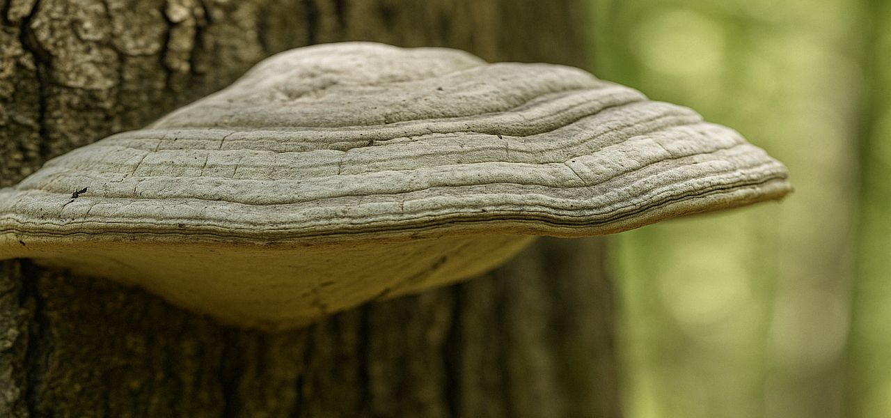 Zunderschwamm am Baum